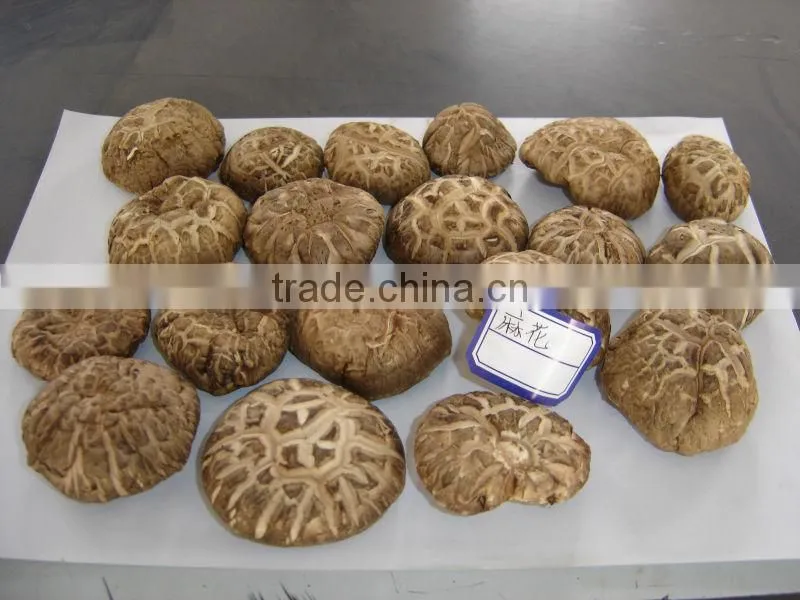 Dried Flower Mushroom Brown