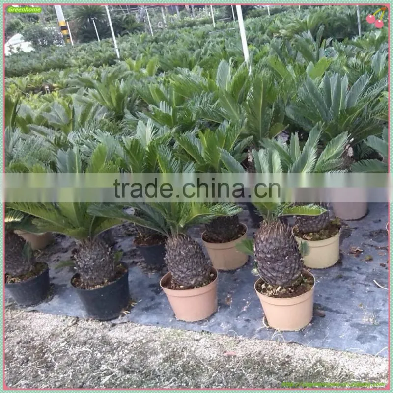 Cycas revoluta