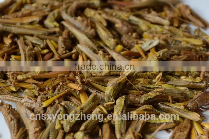 Best price of plastic grasshoppers