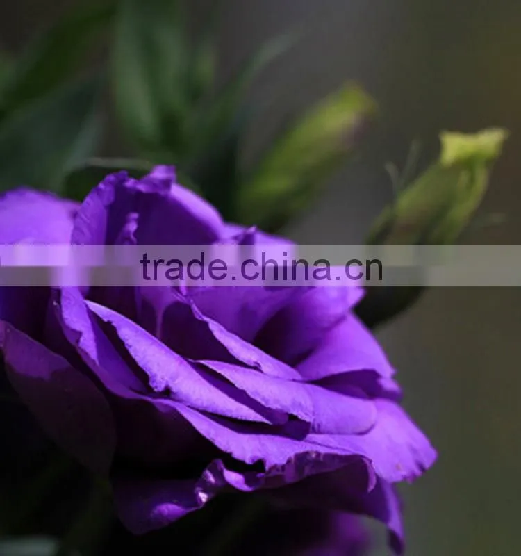 Top grade hot selling fresh cut flower eustoma wholesale