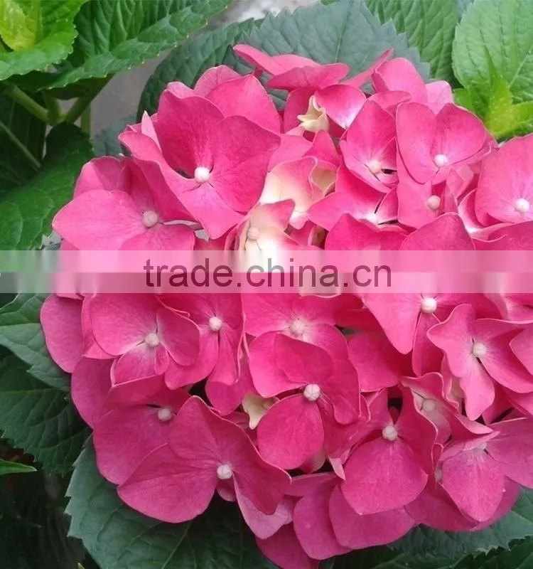 Super quality hot sell classical orange brown hydrangea