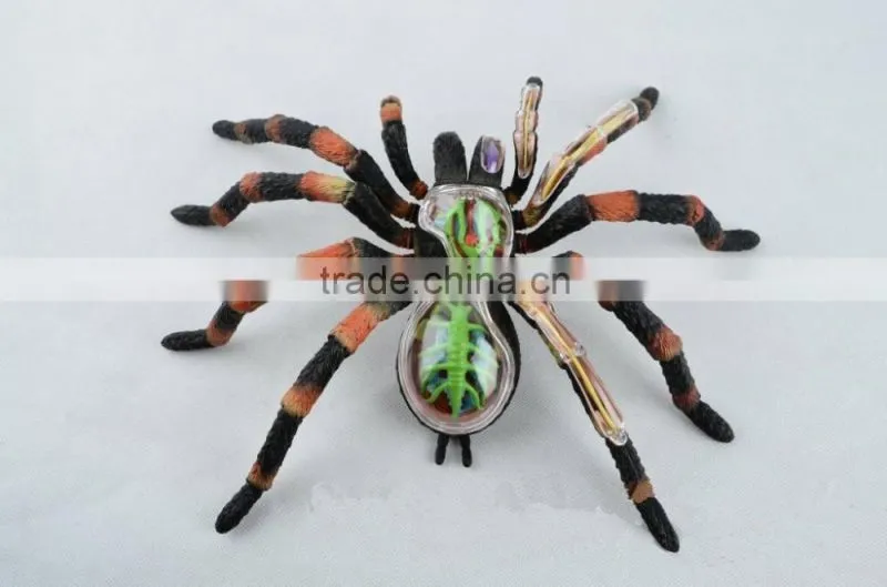 V-AM011 4D MASTER Spider specimen skeleton anatomical model with organ