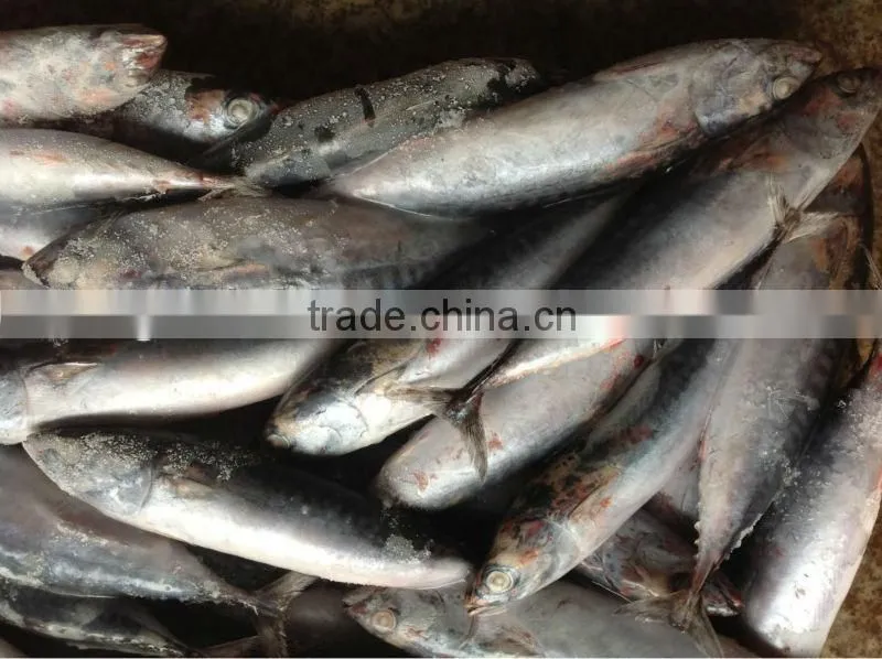 frozen bonito