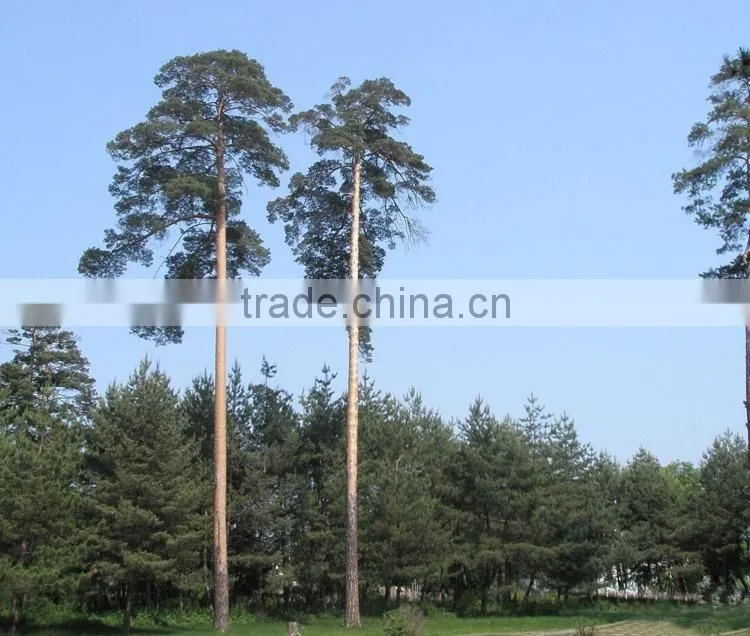 Changpai Scotch Pine seedling