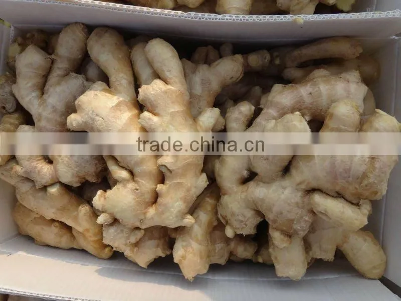 Fresh mature fat ginger