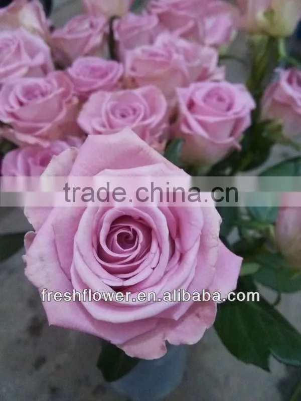 Supply high quality fresh rose flower from china