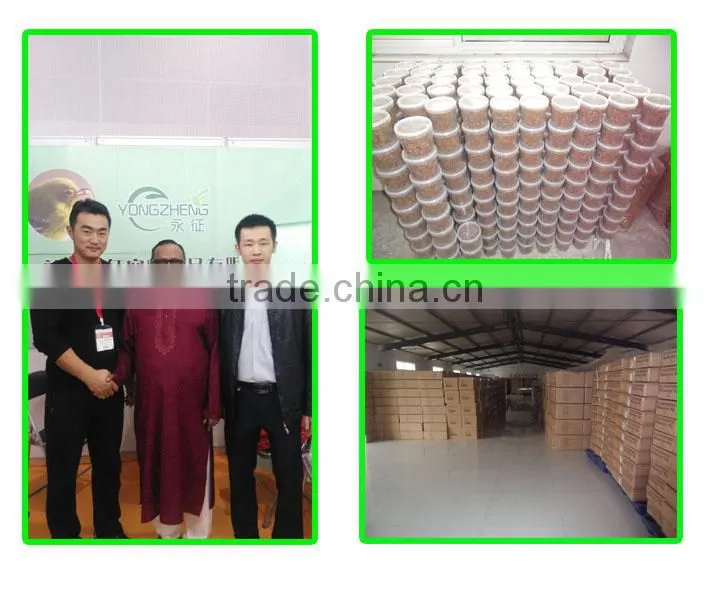 freshwater shrimp aquarium wholesale Exported to Worldwide