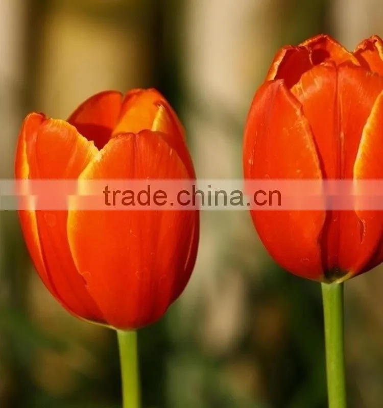 Special new coming wholesale cheap tulip flowers
