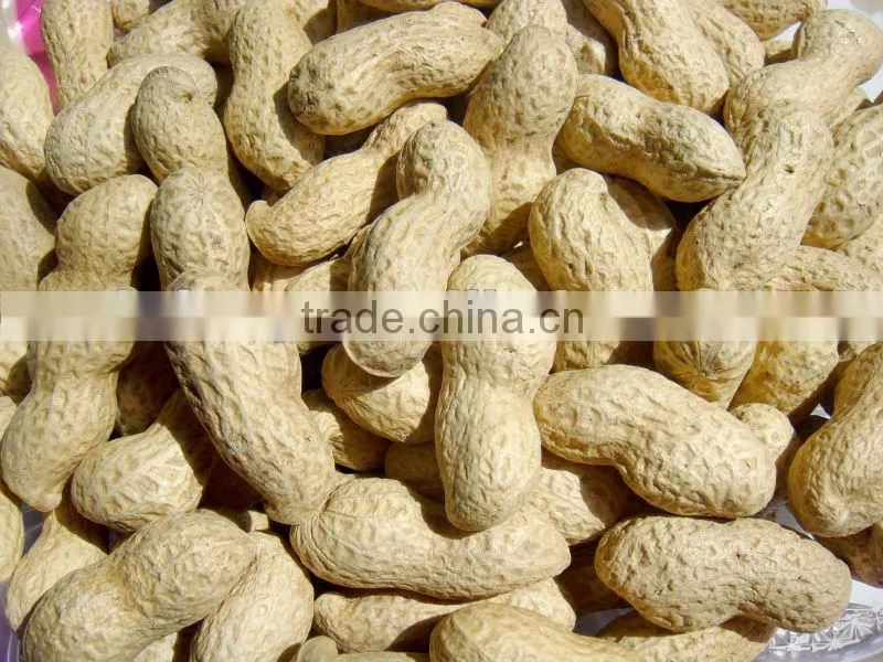 Peanut In shell