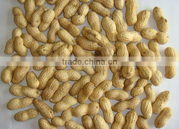 Chinese roasetd peanut in shell