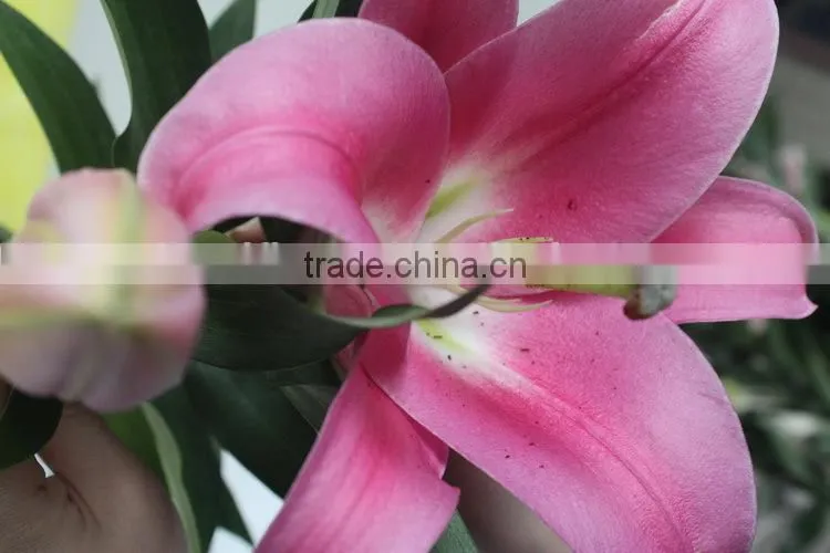Reasonable price crazy selling fresh flower lilies from thailand