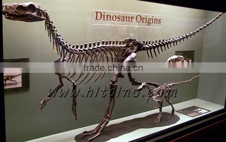 Museum quality life size fiberglass dinosaur skeleton
