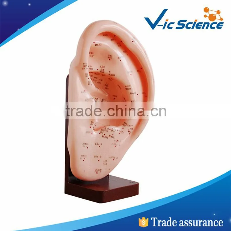 High Quality Chinese Model Of Acupuncture With Musucle
