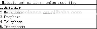 Primary school teaching allium cepa mitosis prepared slides set from factory