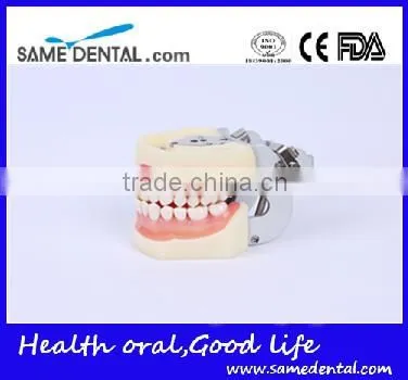 Detachable dentition model for school education dental model