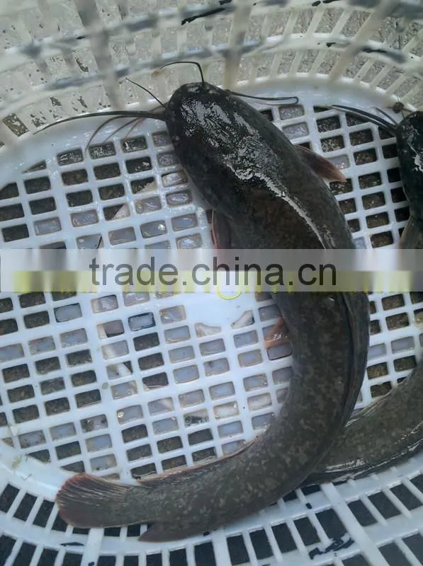 Good fish catfish importers