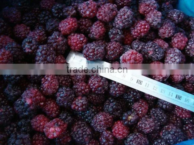 New crop Chinese iqf dried blackberry fruit for juice