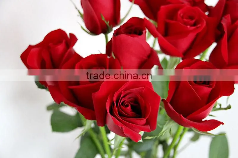 Cheap fresh red rose flowers with high quality