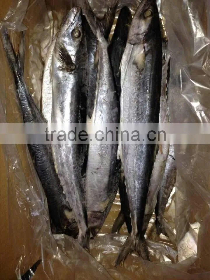 Frozen Spanish Mackerel