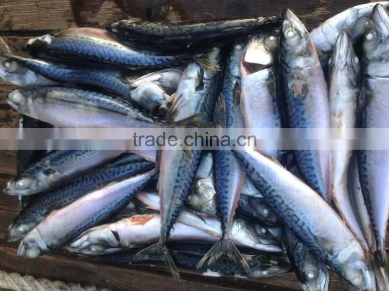 BQF 200-300g whole round seafrozen pacific mackerel