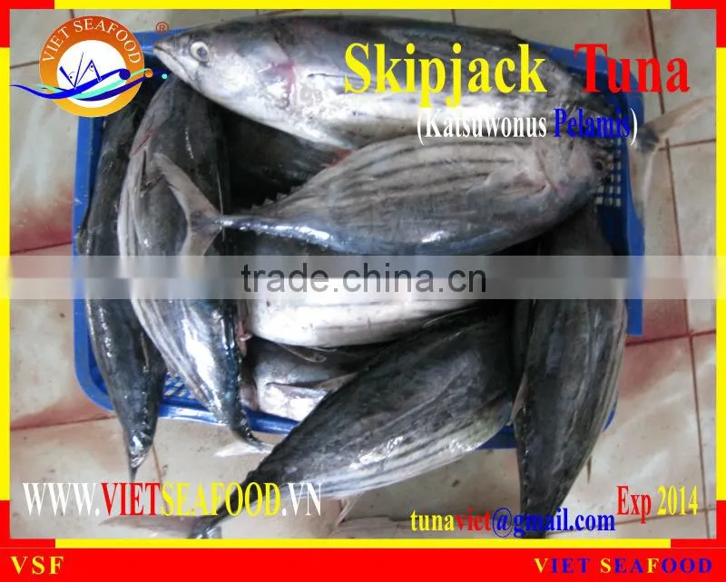FROZEN SKIPJACK TUNA WHOLE ROUND