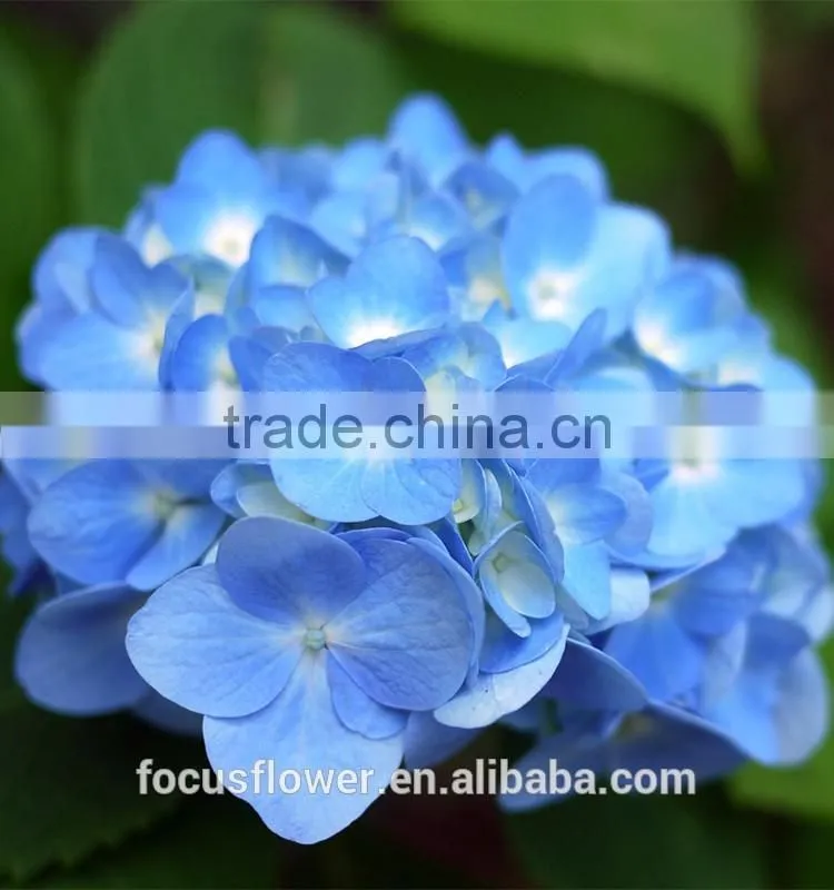 Wholesale Light Blue Hydrangea With High Quality