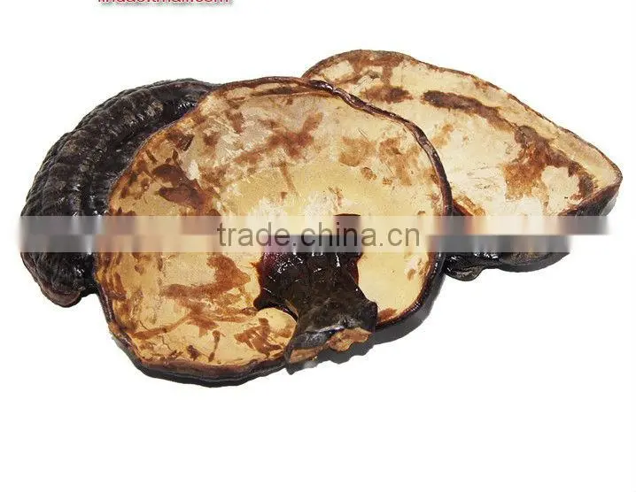 Reishi Slice,Ganoderma lucidum