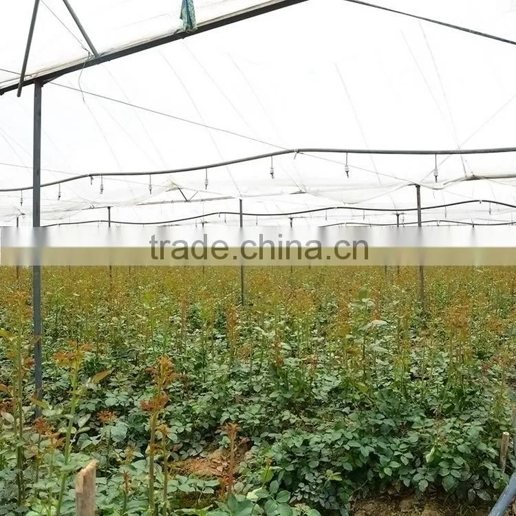 Decorative Best-Selling exquisite wholesale lisianthus flowers