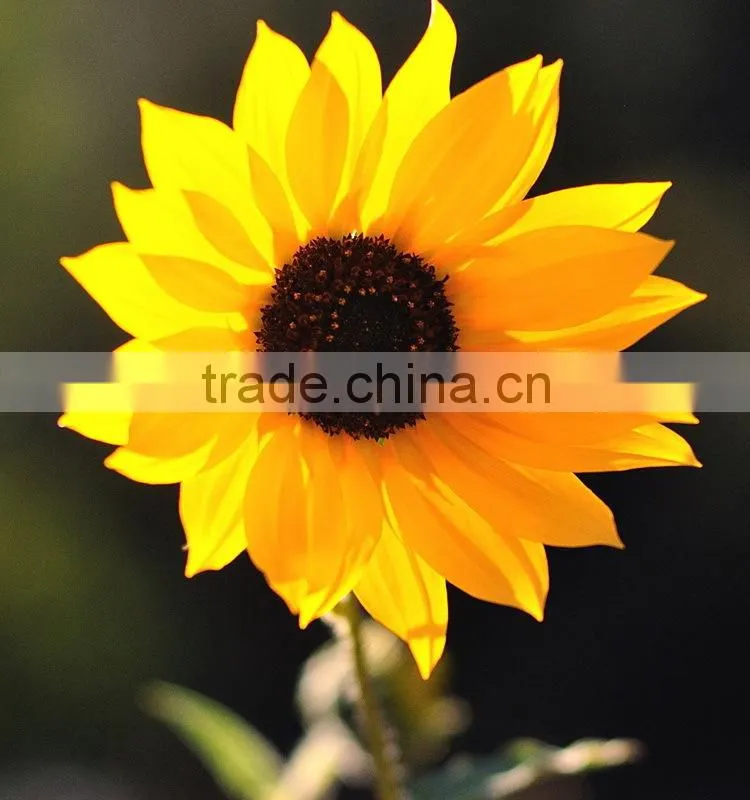 Good quality new products blue fresh cut sunflowers
