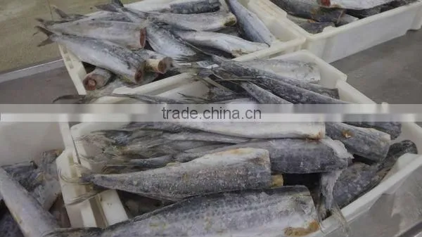 Frozen IQF Spanish Mackerel Fillet IQF Scomberomorus Niphonius King Fish Fillet