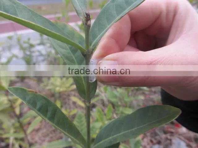 food grade transparent silicone grafting clip for tomotoes