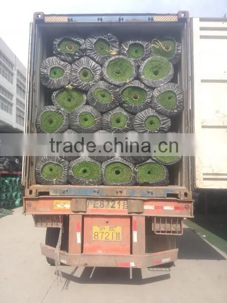 mosia grass terrace for sports field DIY