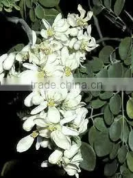100% Pure Moringa Oil