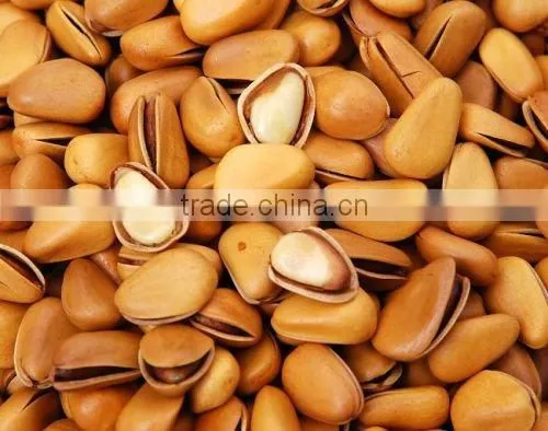 pine nut for sale in bulk