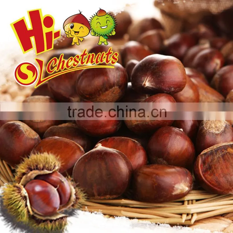 Wholesale Chestnut Fresh Chinese chestnut