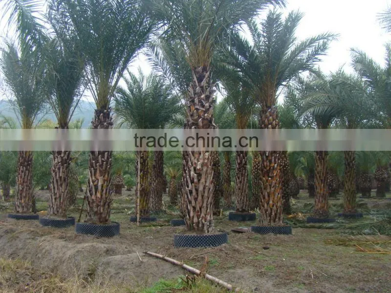 Hot wholesale outdoor ornamental decrotive landscaping Phoenix sylvestris palm trees plants