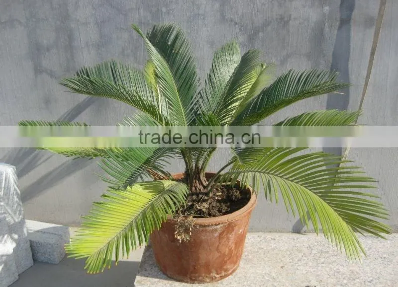 Cycas revoluta .