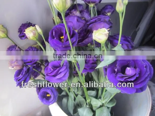 Fresh cut flowers Eustoma