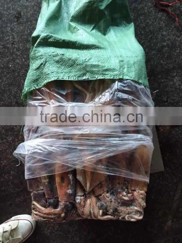 Whole round frozen squid argentina illex squid jigger catch wholesale