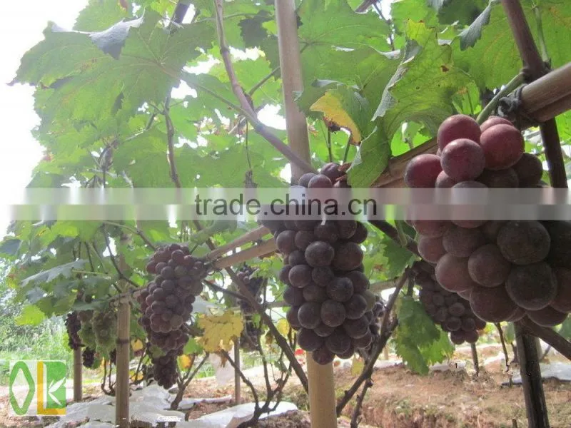 vineyard pole ,bamboo poles wholesale
