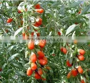 goji extract