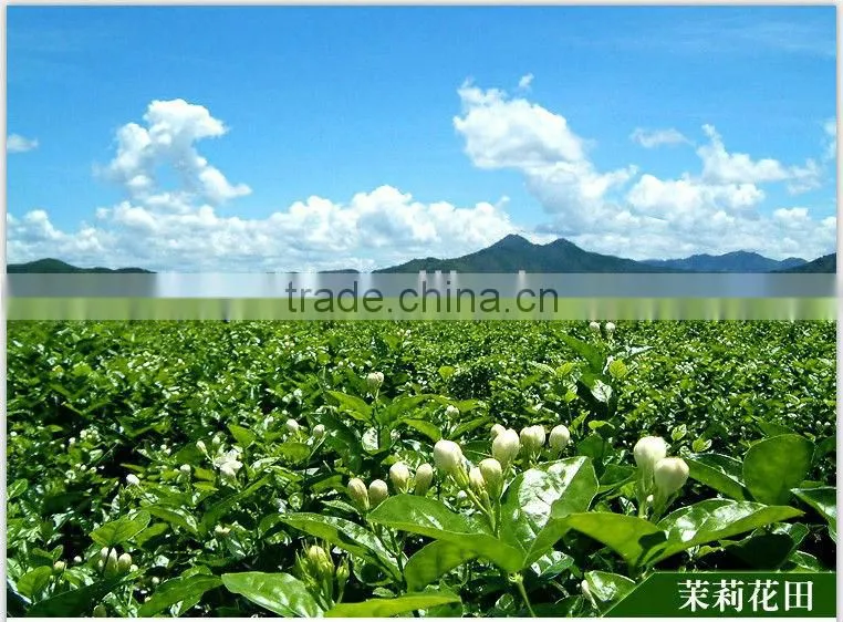 Gift tea Chinese natural jasmine tea