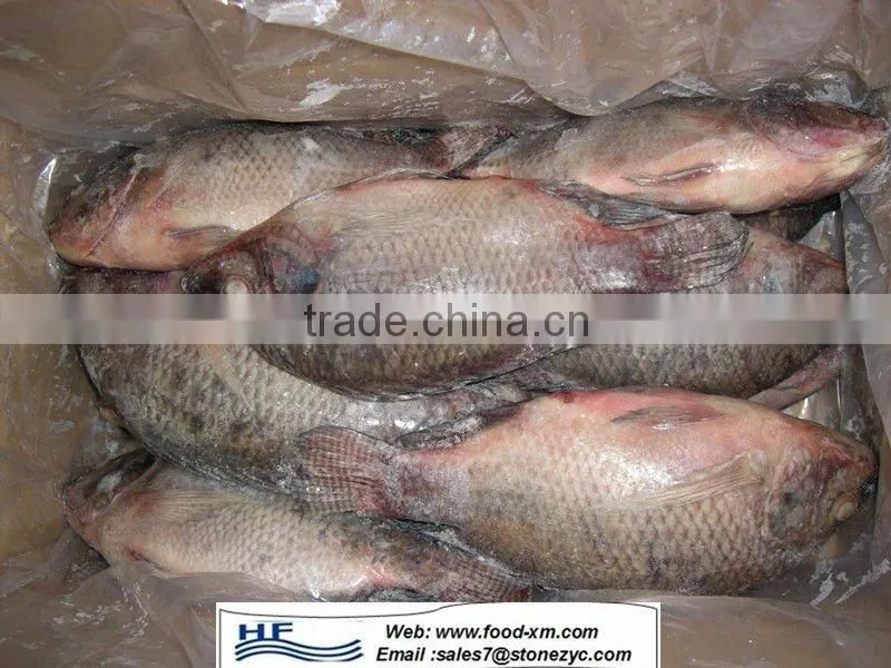 frozen gutted and scaled whole tilapia