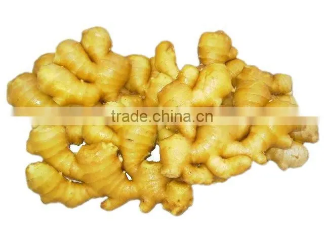 Hot!!! Low Price Ginger Root