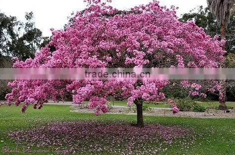 Tabebuia pentaphylla