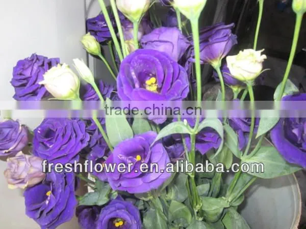 Fresh cut flowers Eustoma