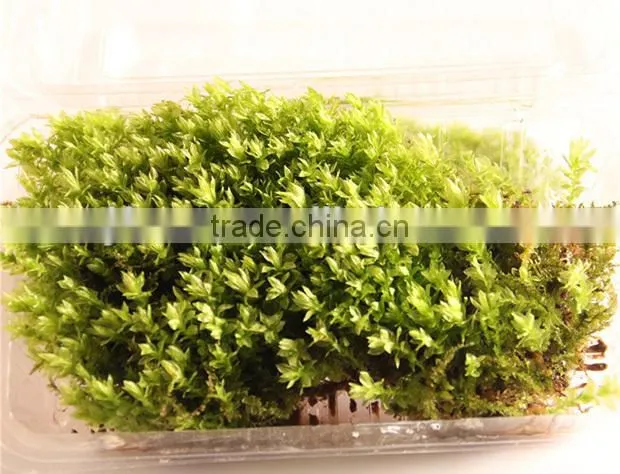 DIY accessories natural moss decorative green moss for micro landscape