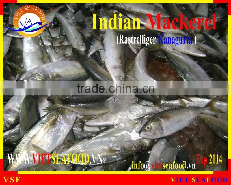 FROZEN INDIAN MACKEREL