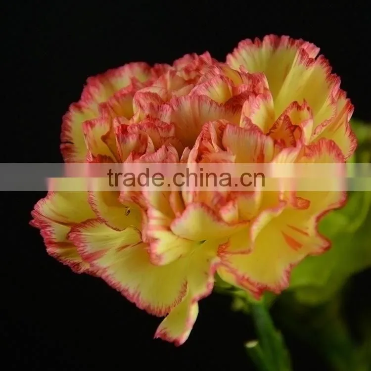 Color Charming bride single head bright yellow carnation
