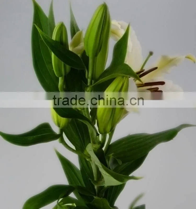 Fashionable Siberia snow white lily